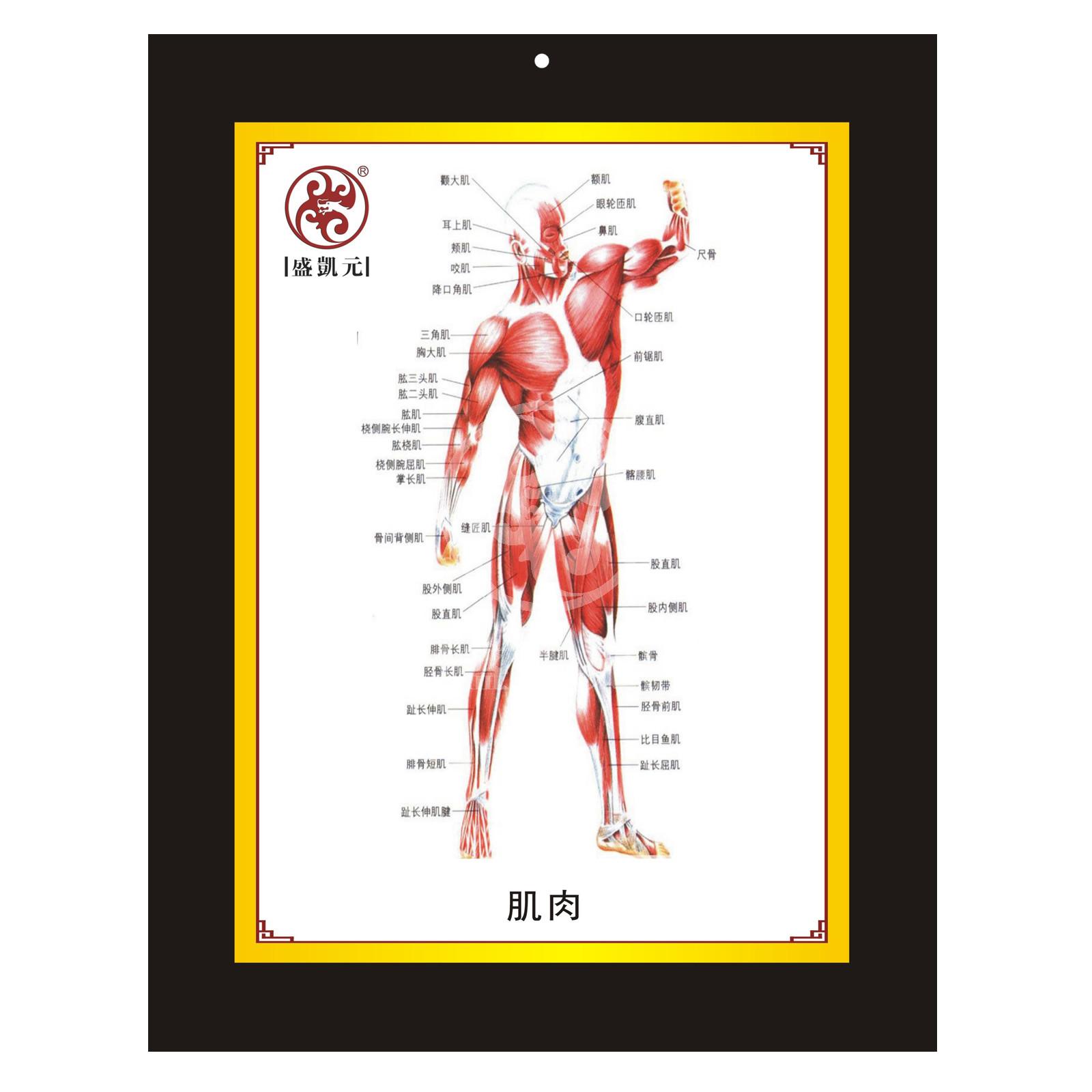 经脉皮部图五件套